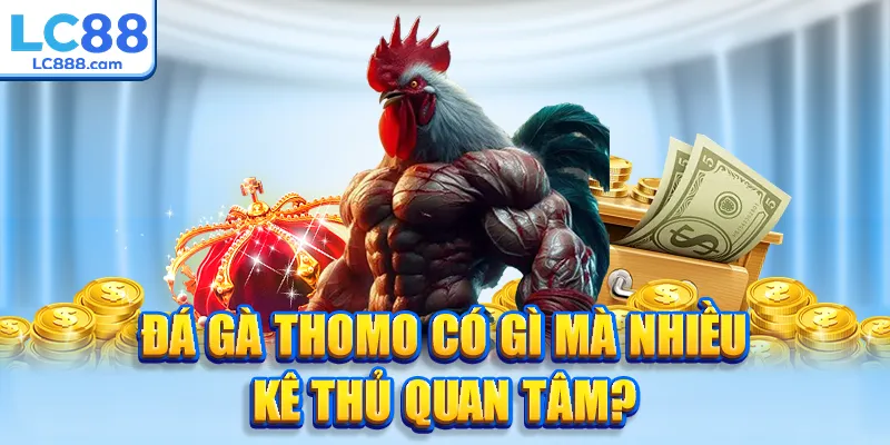 Đá gà thomo có gì mà nhiều kê thủ quan tâm?